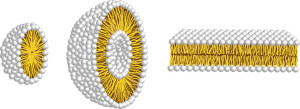 micelle,liposome and double membrane