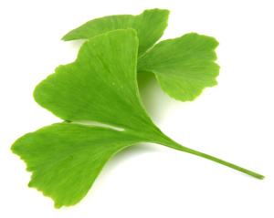 Ginkgo