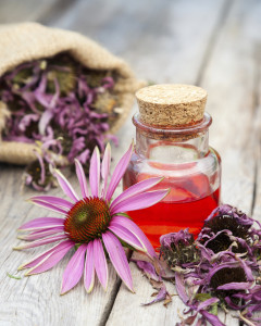 Echinacea purpurea