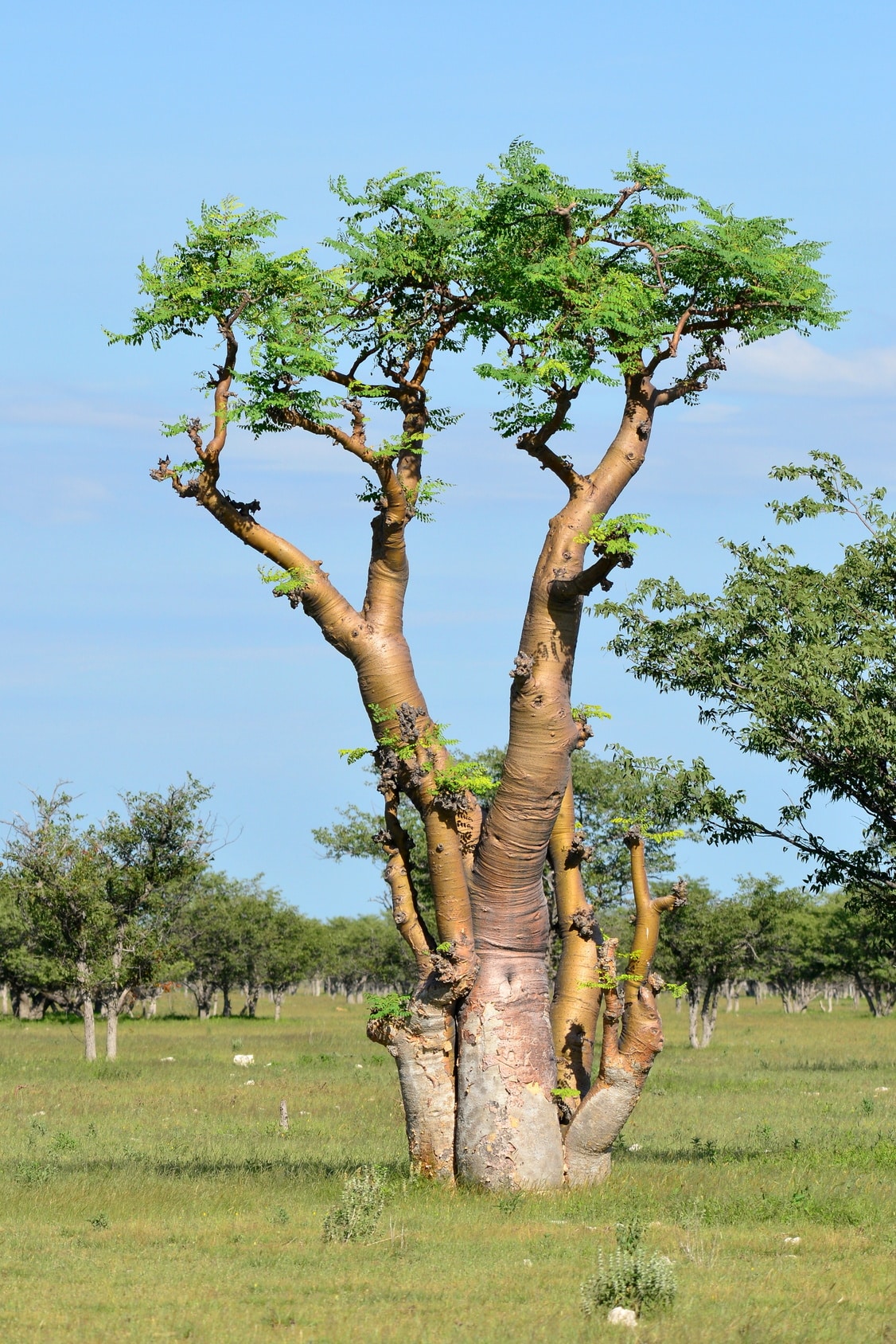 Moringaöl, Moringa Oleifera Seed Oil