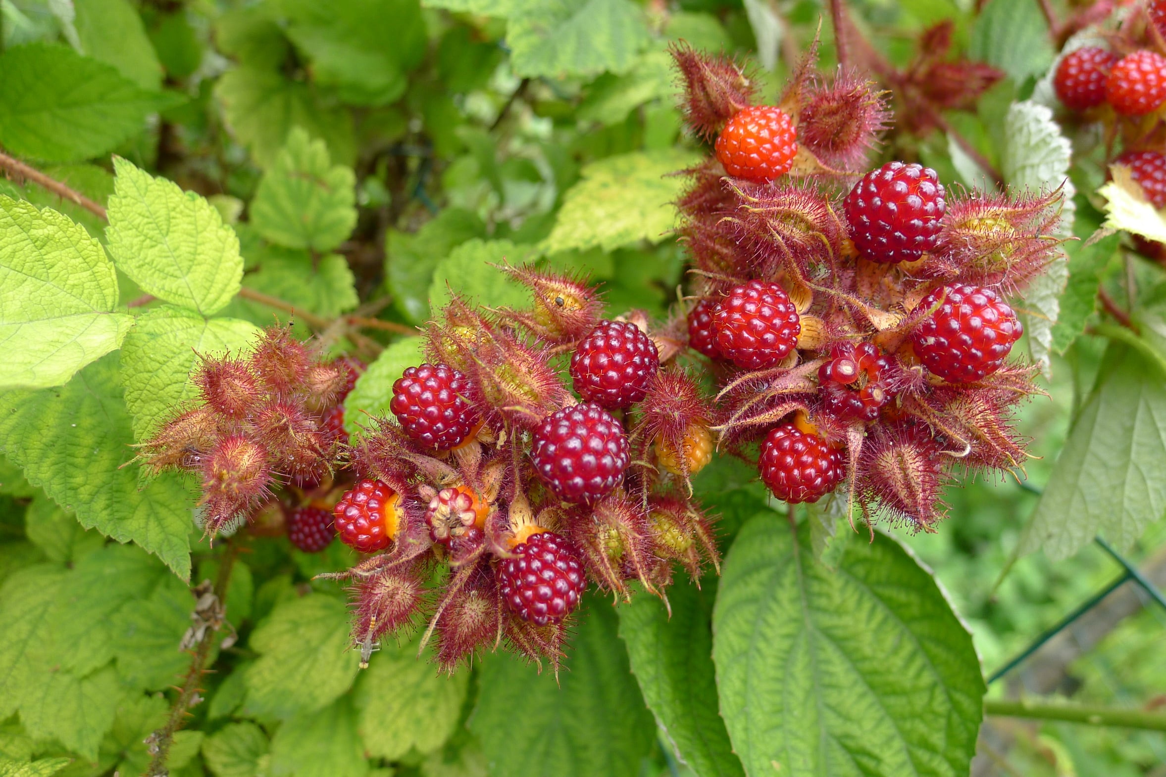 Mulberry extract, Morus Alba