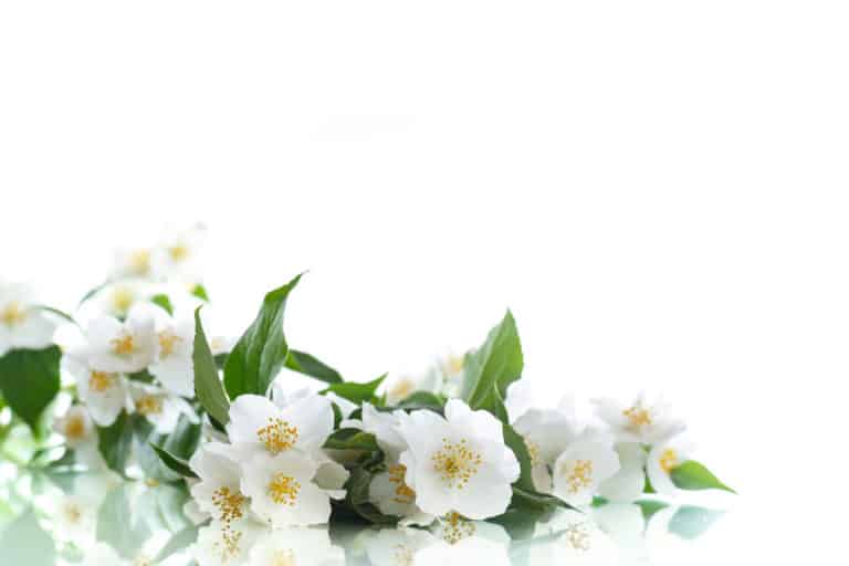 Jasmine wax,Jasminum Grandiflorum Flower Wax