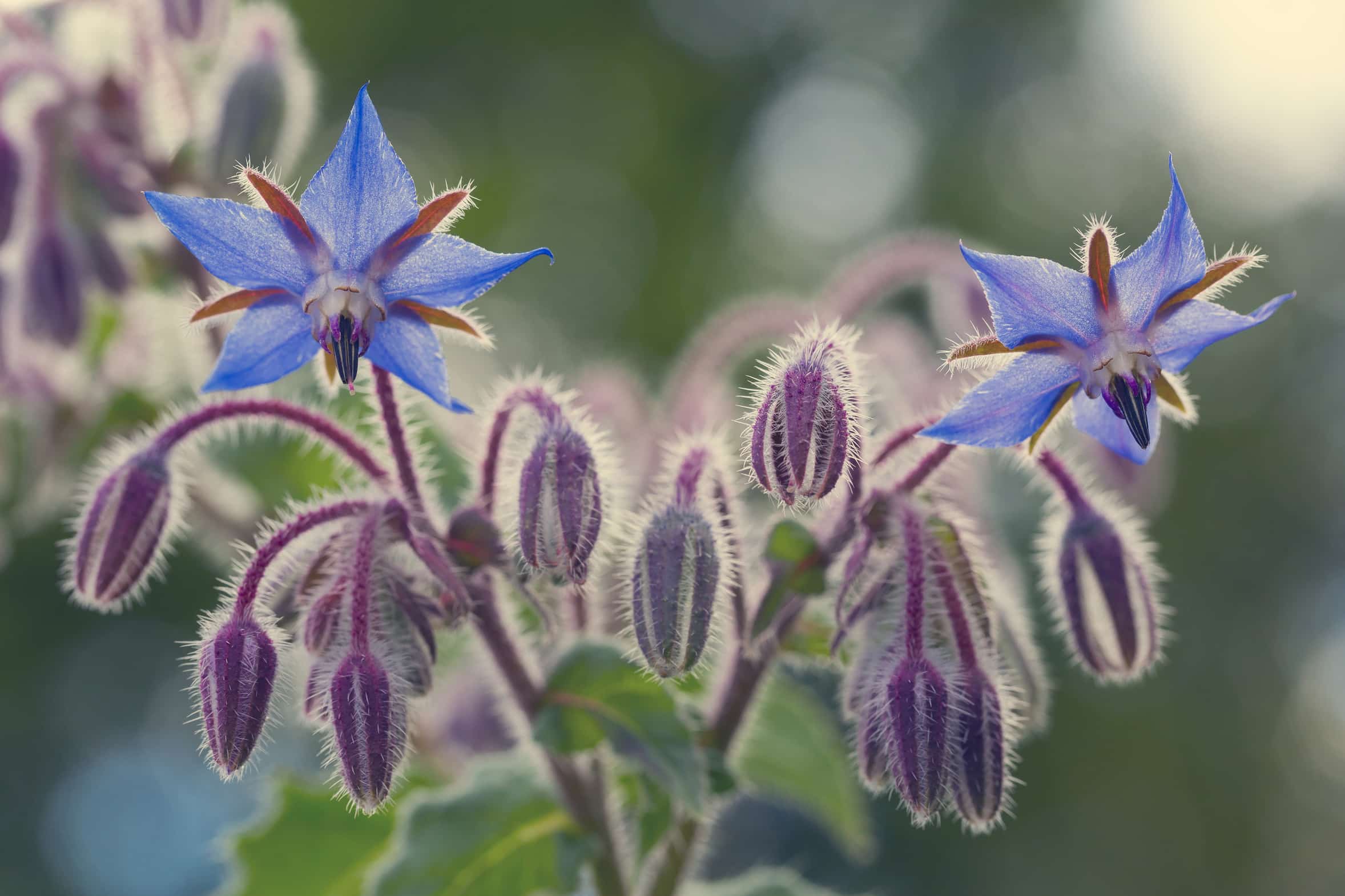 Borretschöl; Borago Officinalis (Borage) Seed Oil; Gurkenkraut