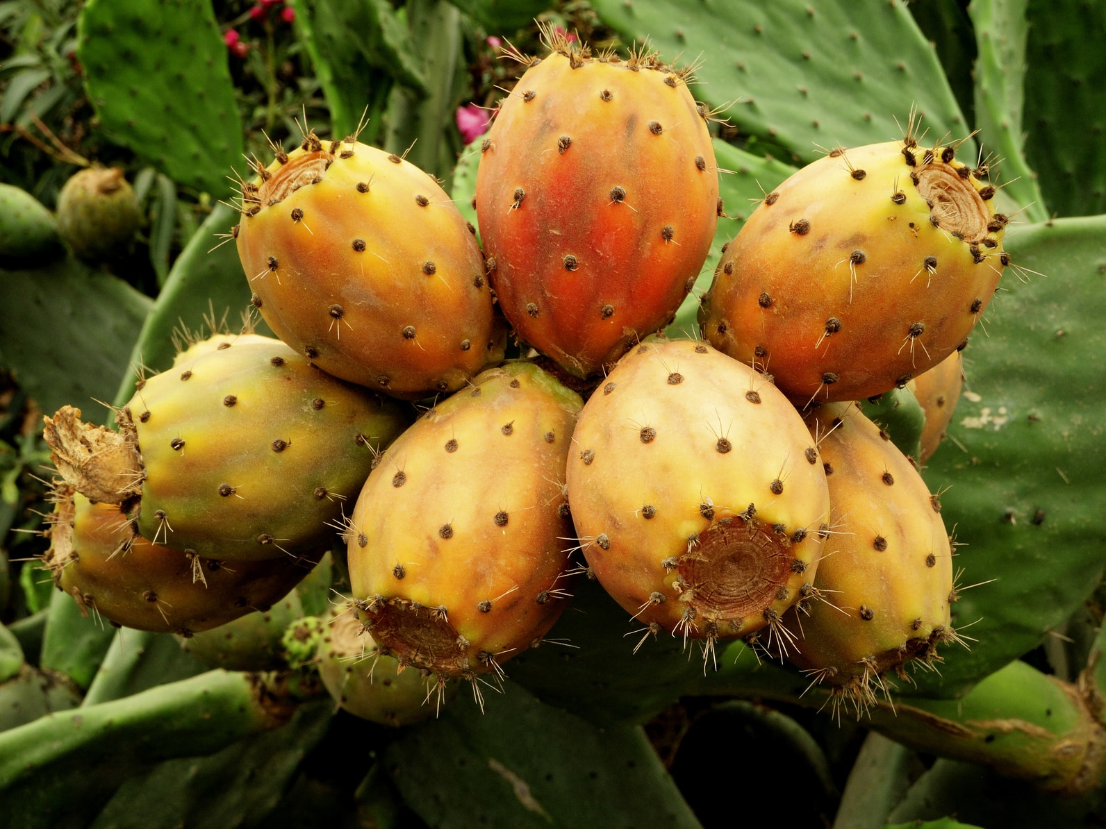 Prickly pear oil, Opuntia Ficus-Indica Seed Oil