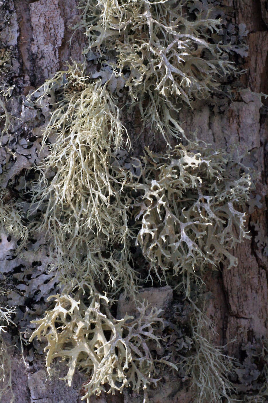 Usnea Barbata (Lichen) Extract; Using Acid; beard lichen extract