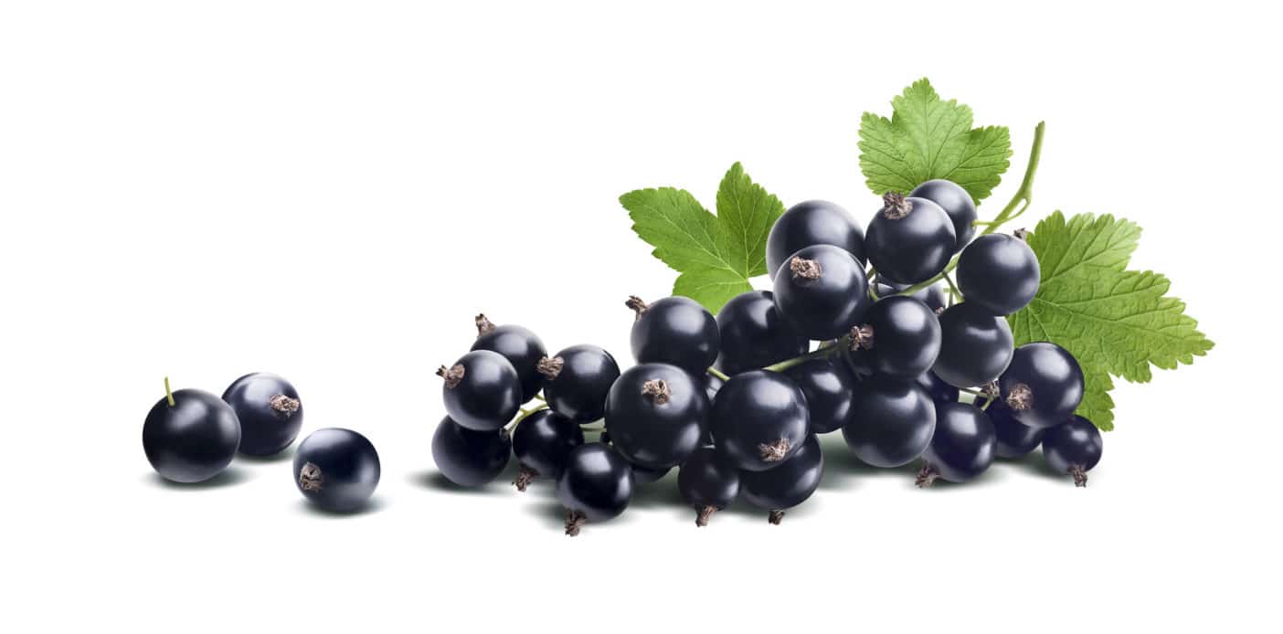  Johannisbeersamenöl Bio, Ribes Nigrum (Black Currant) Seed Oil