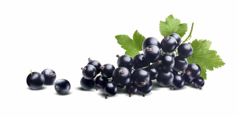 Blackcurrant seed oil,Ribes Nigrum (Black Currant) Seed Oil