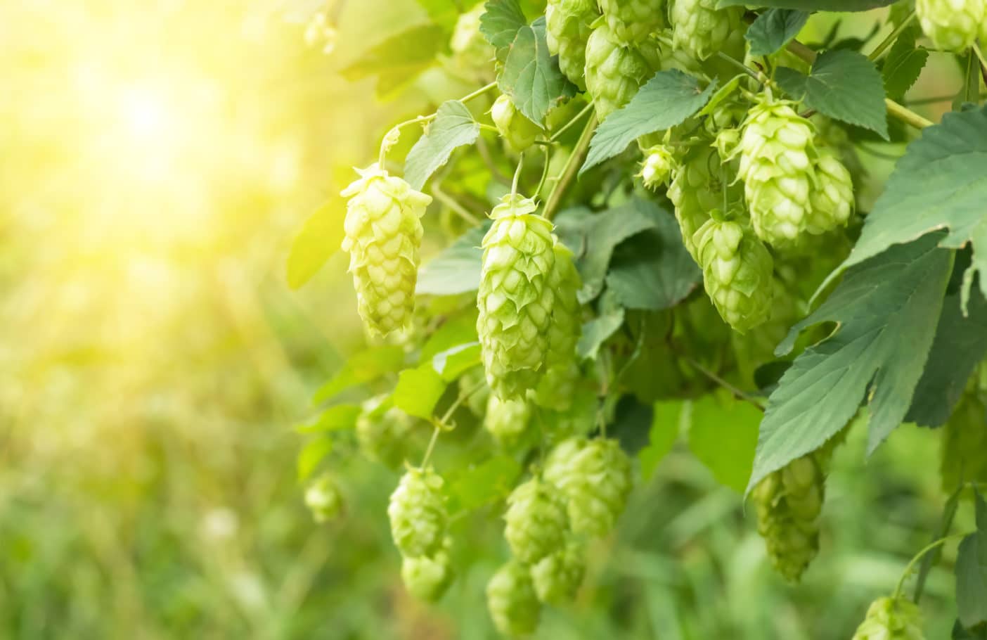 Hopfenextrakt; Hopfen; Humulus Lupulus (Hops) Extract