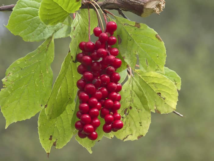 Schisandra, Chinese magnolia-vine