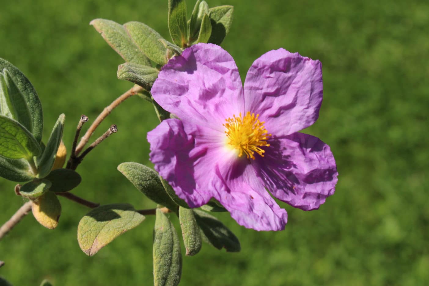 Cistus Incanus Flower/Leaf/Stem Extract - Cistus Incanus - Apigenin