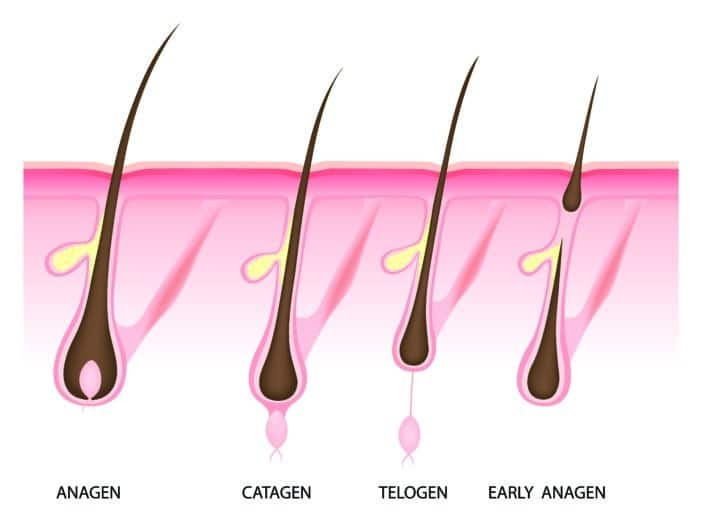 Wachstum der Haare, Telogen, Anagen, Haarwuchs