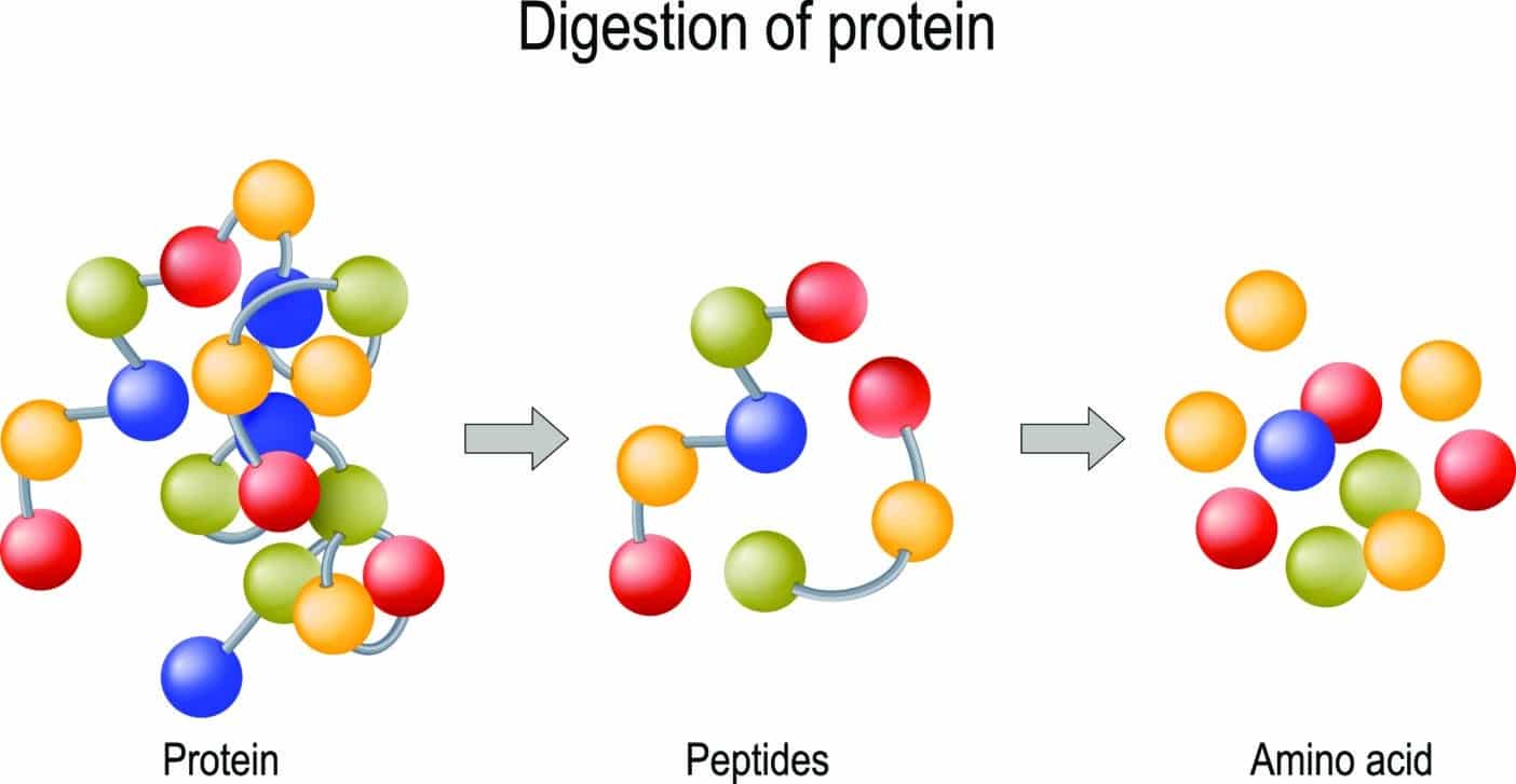 Hexapeptides, little proteins