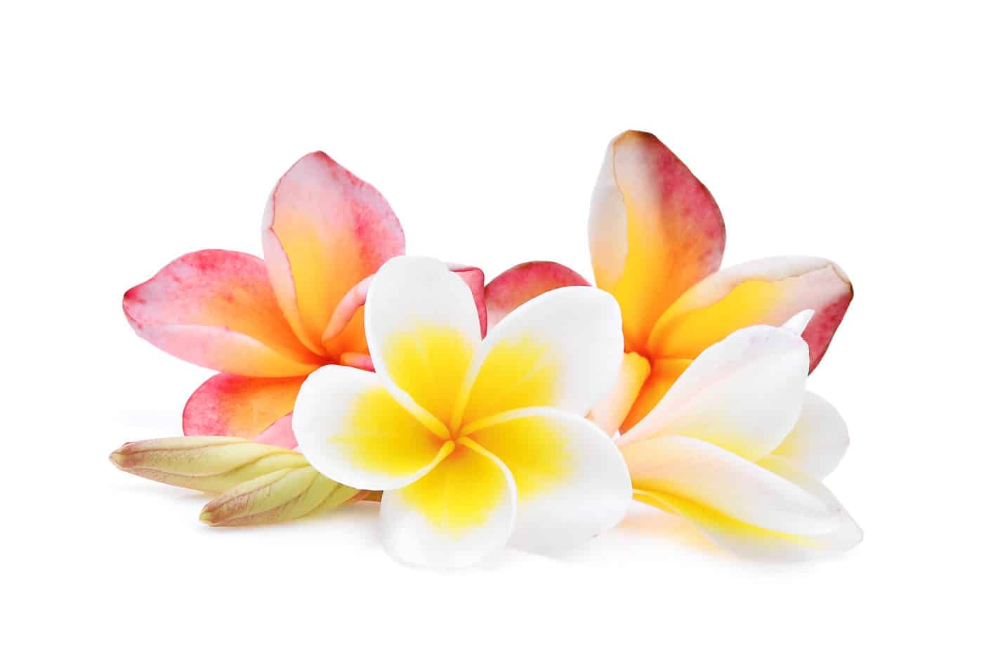 Plumeria Alba Flower Extract, Frangipani, Tempelbaum, Plumeria alba-Blütenextrakt