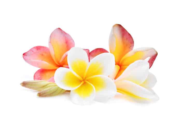 Plumeria Alba Flower Extract, Frangipani, Tempelbaum, 

Plumeria alba-Blütenextrakt