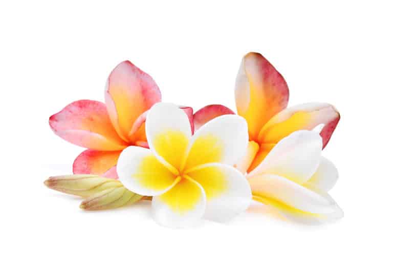 Plumeria Alba Flower Extract, Frangipani, Tempelbaum