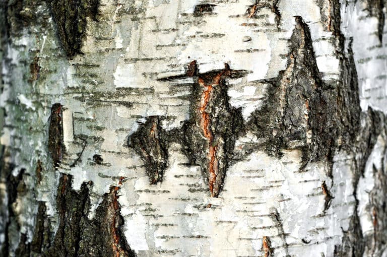 Betulin; Birch bark extract; betula alba bark extract