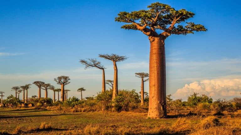 Baobab oil; Adansonia Digitata Seed Oil