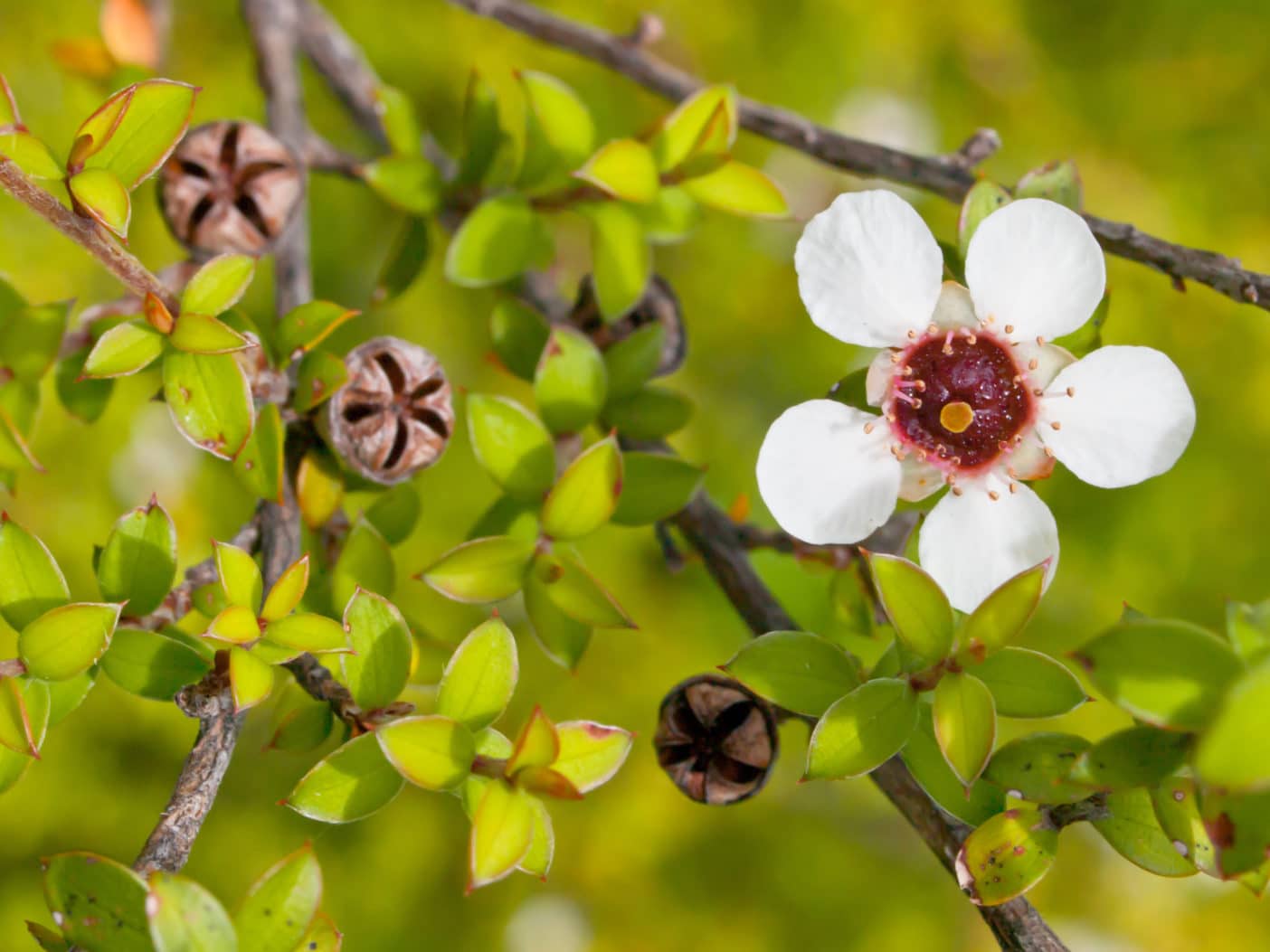 Manuka Kosmetik, Leptospermum, Manukablüte, Manukahonig