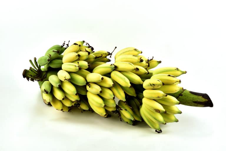 Musa Sapientum (Banana) Pulp Extract; banana extract