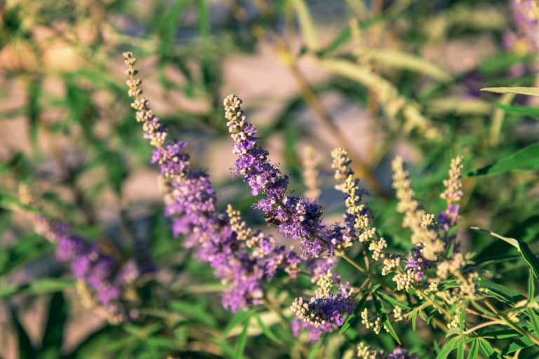 Monk's pepper, Vitex Agnus-Castus Extract