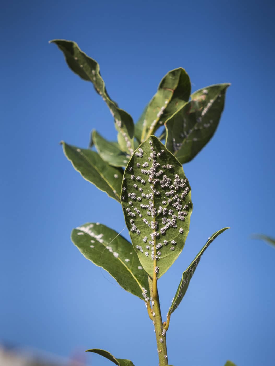 laurel wax, Myrica Cerifera (Bayberry) Fruit Wax