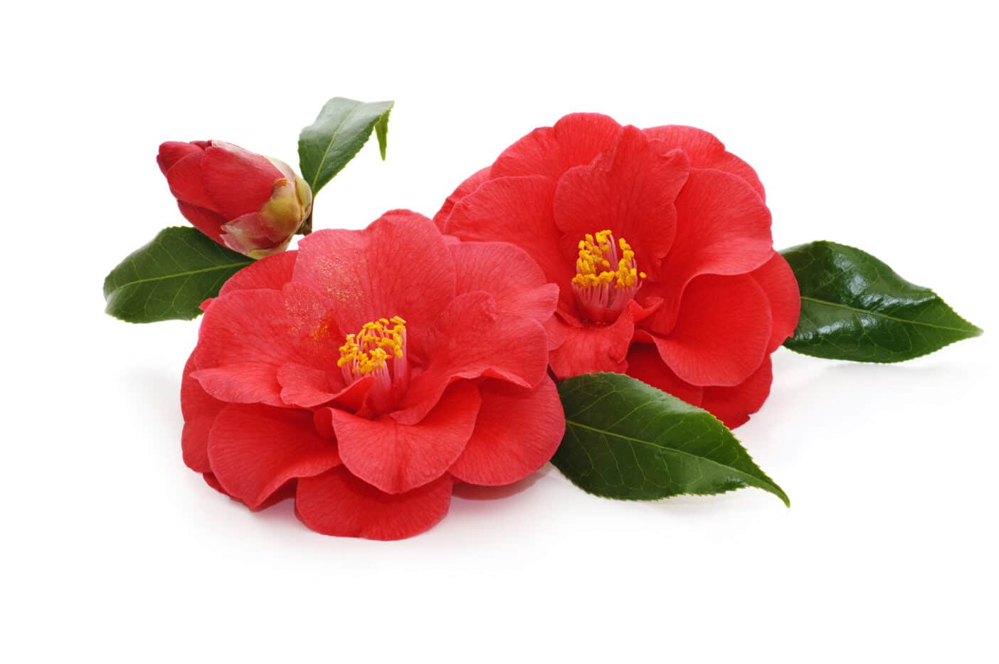 Kamilienöl Bio, Camelia Oleifera Seed Oil