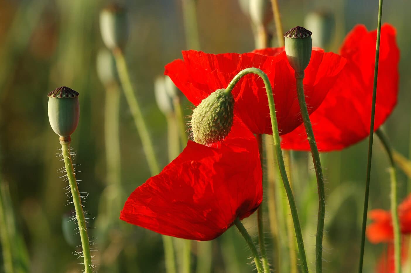 Mohnblume, Papaver Rhoeas Flower Extract; Mohn