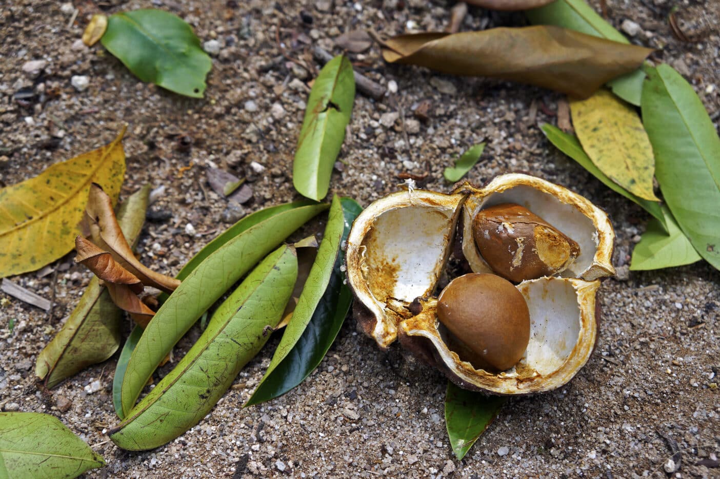 Andirobaöl; Carapa Guianensis Seed Oil