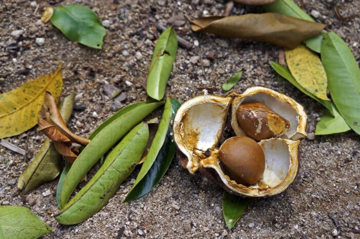 Andirobaöl; Carapa Guianensis Seed Oil