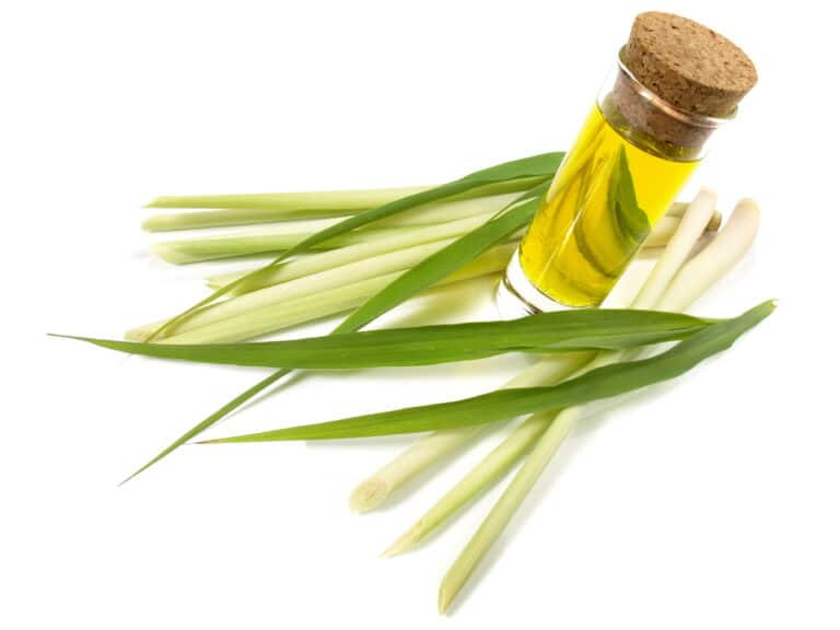 Cymbopogon Flexuosus Herb Oil; Zitronengrasöl; Lemon Oil