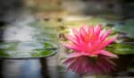 Lotus Extrakt, Nymphaea caerulea,