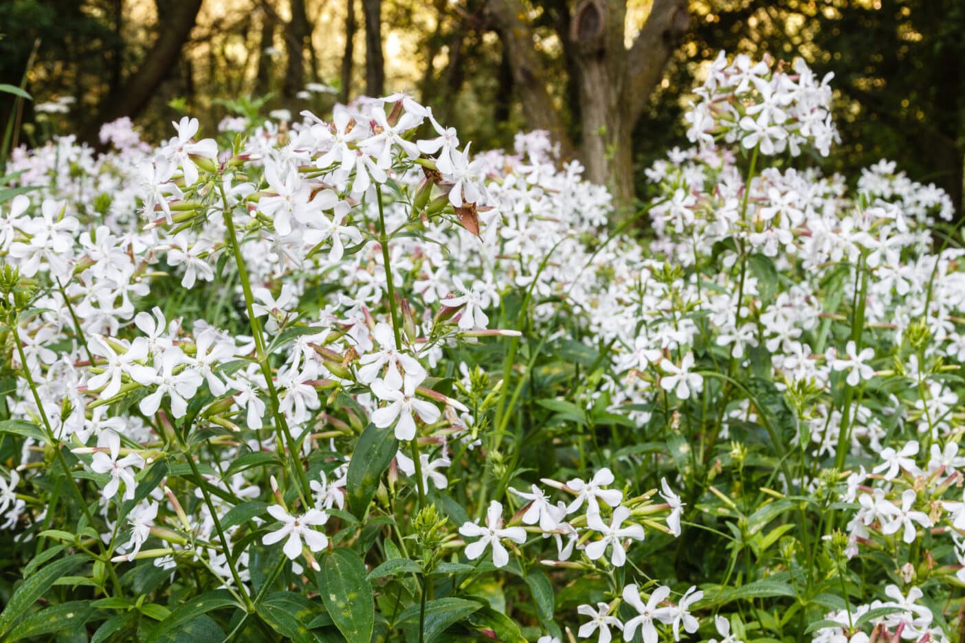 Seifenkraut, Saponaria officinalis, Seifenkrautextrakt